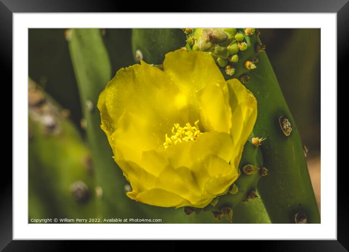 Yellow Blossom Plains Prickly Pear Cactus Blooming Macro Framed Mounted Print by William Perry
