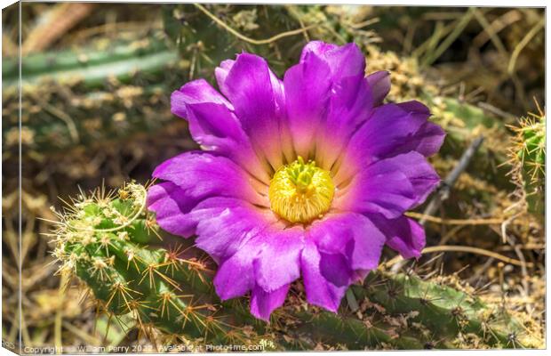 Pink Blossoms Echinocereus Cactus  Canvas Print by William Perry