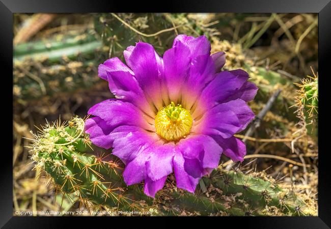 Pink Blossoms Echinocereus Cactus  Framed Print by William Perry