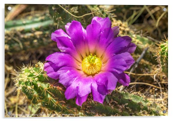 Pink Blossoms Echinocereus Cactus  Acrylic by William Perry