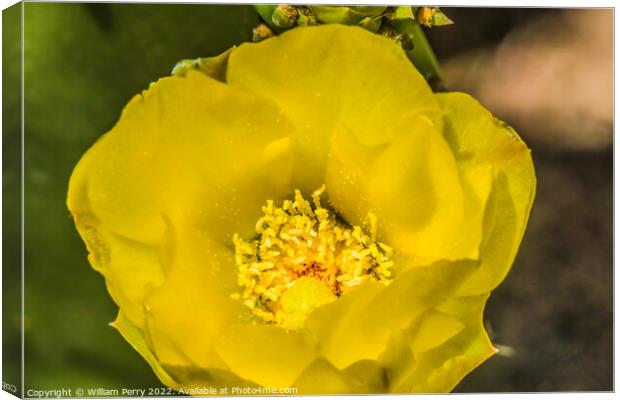 Yellow Blossom Plains Prickly Pear Cactus Blooming Macro Canvas Print by William Perry