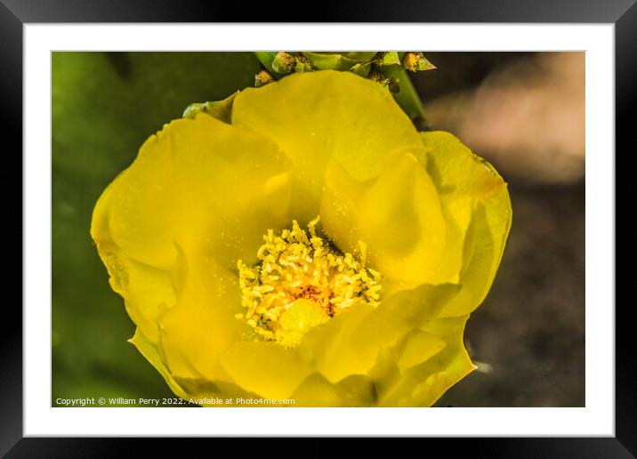 Yellow Blossom Plains Prickly Pear Cactus Blooming Macro Framed Mounted Print by William Perry