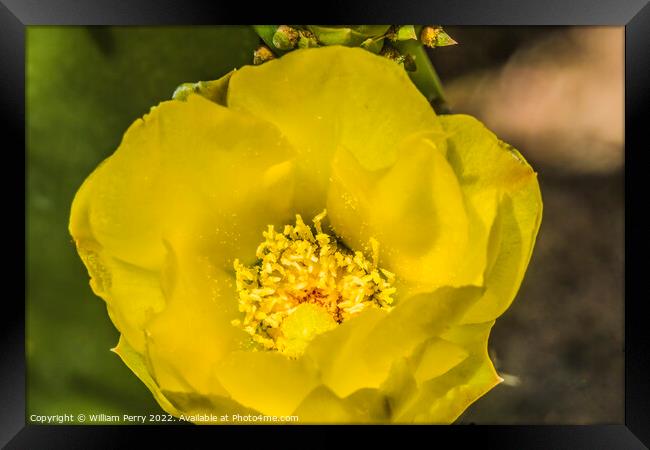 Yellow Blossom Plains Prickly Pear Cactus Blooming Macro Framed Print by William Perry