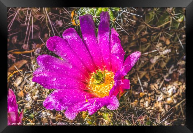 Pink Blossoms Echinocereus Hedgehog Cactus  Framed Print by William Perry