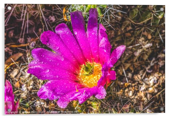 Pink Blossoms Echinocereus Hedgehog Cactus  Acrylic by William Perry