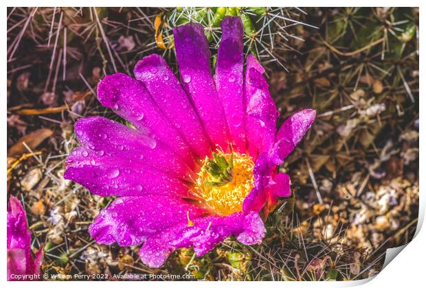 Pink Blossoms Echinocereus Hedgehog Cactus  Print by William Perry