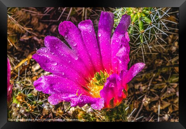 Pink Blossom Echinocereus Hedgehog Cactus  Framed Print by William Perry