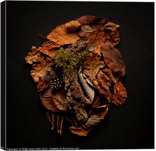 Textures from the woodland floor Canvas Print by Phillip Dove LRPS