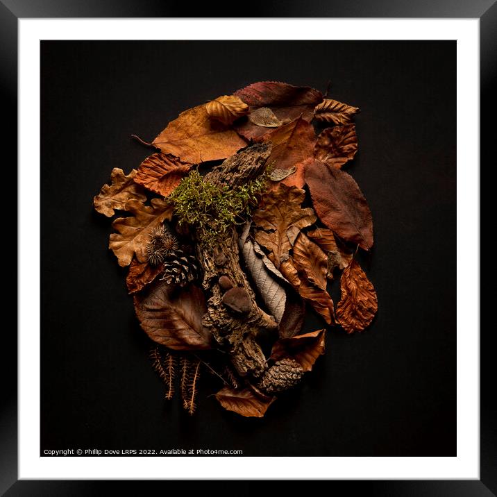Textures from the woodland floor Framed Mounted Print by Phillip Dove LRPS