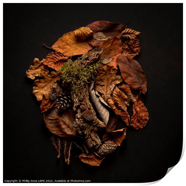 Textures from the woodland floor Print by Phillip Dove LRPS