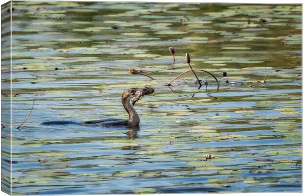 Reed Cormorant with Dinner, No. 1 Canvas Print by Belinda Greb