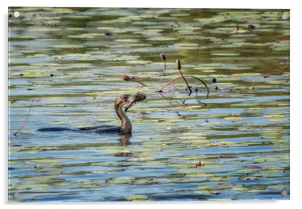 Reed Cormorant with Dinner, No. 1 Acrylic by Belinda Greb