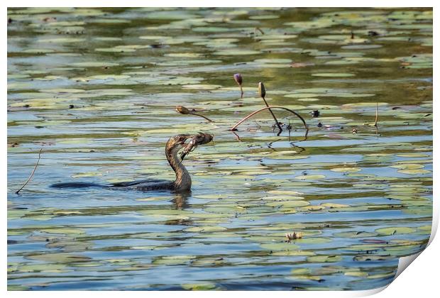 Reed Cormorant with Dinner, No. 1 Print by Belinda Greb