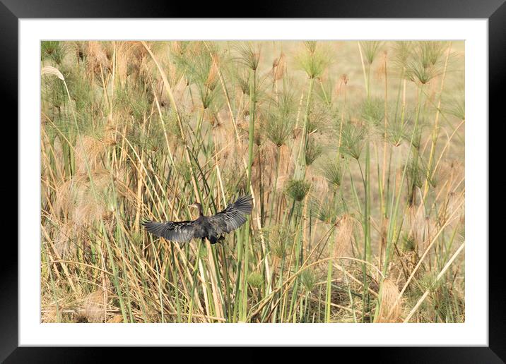 Reed Cormorant Flying Into the Papyrus Framed Mounted Print by Belinda Greb