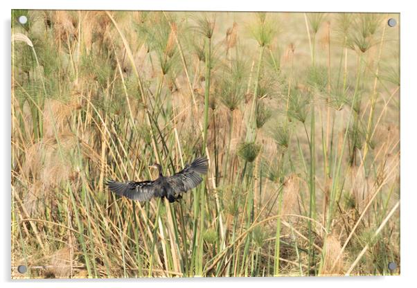 Reed Cormorant Flying Into the Papyrus Acrylic by Belinda Greb