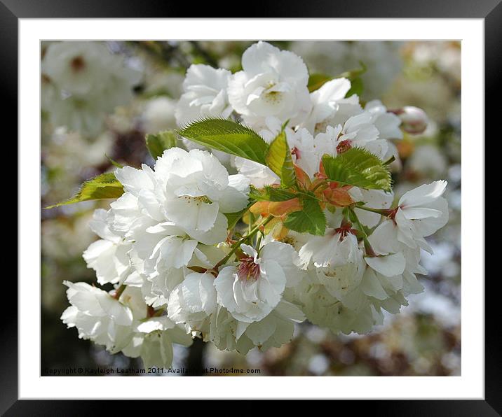 White Blossom Framed Mounted Print by Kayleigh Leatham