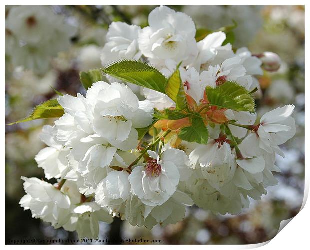 White Blossom Print by Kayleigh Leatham