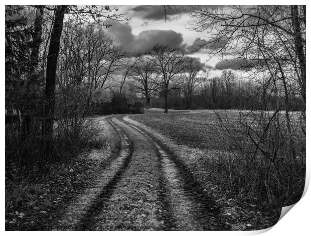 Dirt Road through Field and Forest Monochrome Print by Dietmar Rauscher