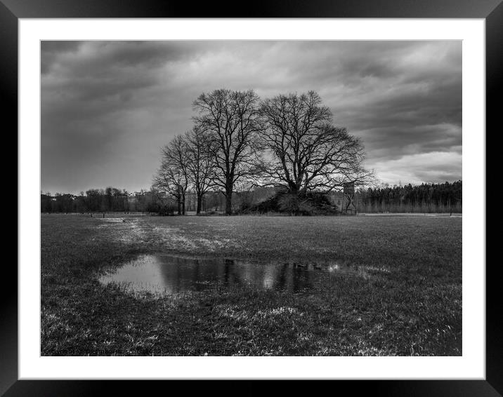 Grove of Trees in Winter, Mostviertel, Austria Framed Mounted Print by Dietmar Rauscher