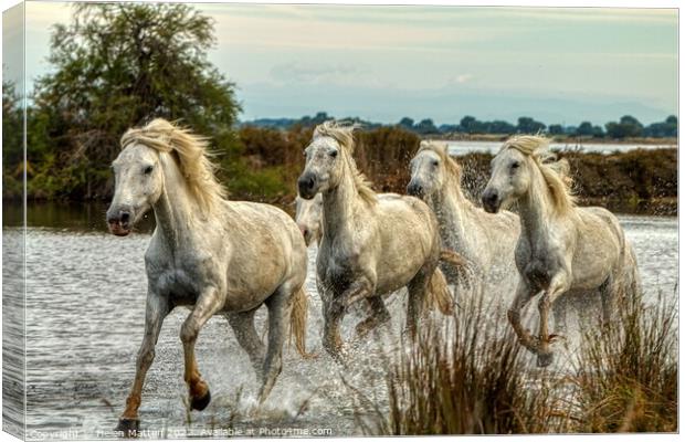 Camargue Wild White Horse in the Marshes 1 colour Canvas Print by Helkoryo Photography