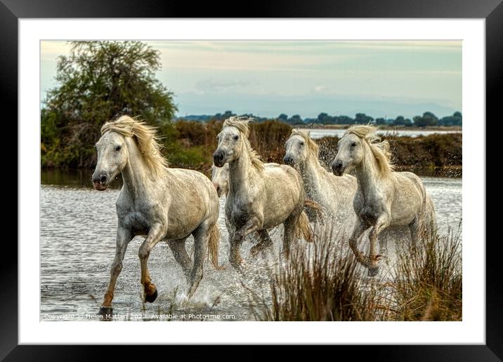 Camargue Wild White Horse in the Marshes 1 colour Framed Mounted Print by Helkoryo Photography