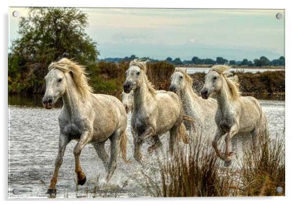 Camargue Wild White Horse in the Marshes 1 colour Acrylic by Helkoryo Photography
