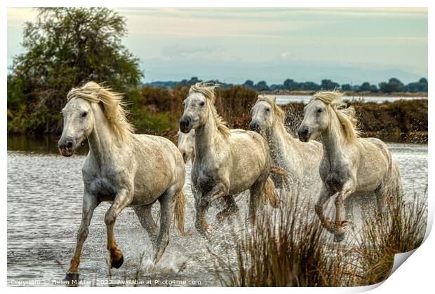 Camargue Wild White Horse in the Marshes 1 colour Print by Helkoryo Photography