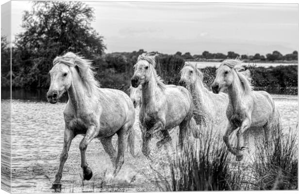 Camargue Wild White Horse in the Marshes 1 BW Canvas Print by Helkoryo Photography