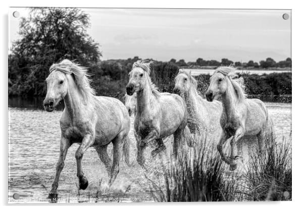 Camargue Wild White Horse in the Marshes 1 BW Acrylic by Helkoryo Photography