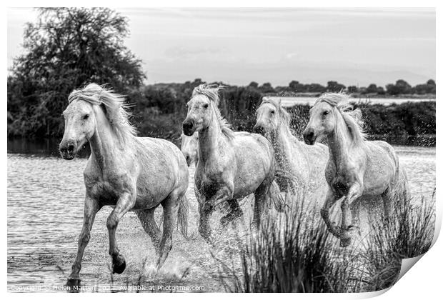 Camargue Wild White Horse in the Marshes 1 BW Print by Helkoryo Photography