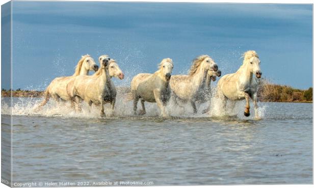 Camargue Wild White Horse in the Marshes 2 colour Canvas Print by Helkoryo Photography