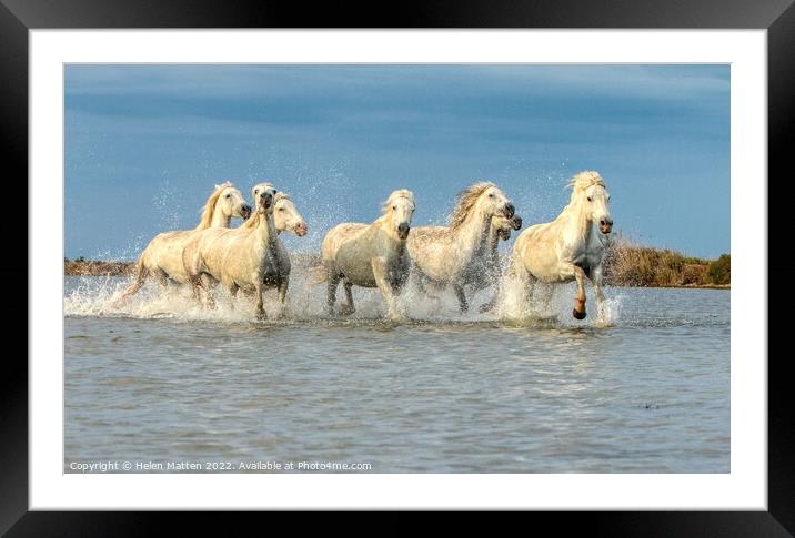 Camargue Wild White Horse in the Marshes 2 colour Framed Mounted Print by Helkoryo Photography