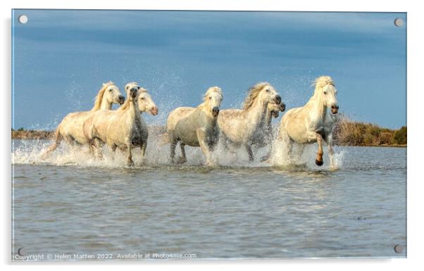 Camargue Wild White Horse in the Marshes 2 colour Acrylic by Helkoryo Photography
