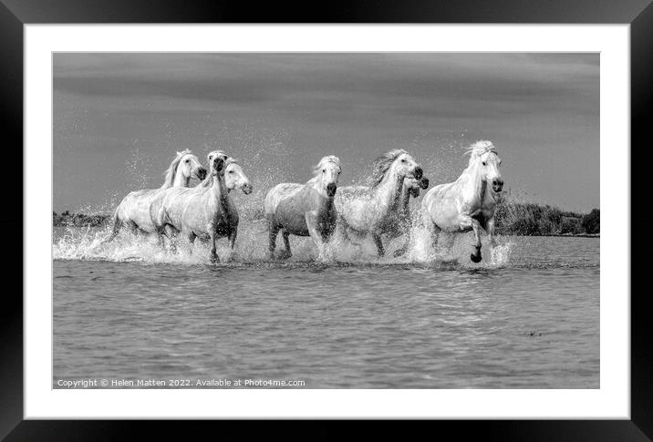Camargue Wild White Horse in the Marshes 2 BW Framed Mounted Print by Helkoryo Photography