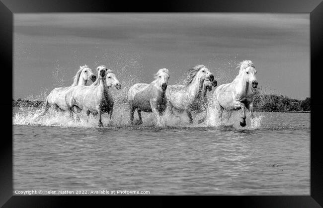 Camargue Wild White Horse in the Marshes 2 BW Framed Print by Helkoryo Photography