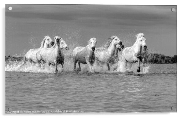 Camargue Wild White Horse in the Marshes 2 BW Acrylic by Helkoryo Photography