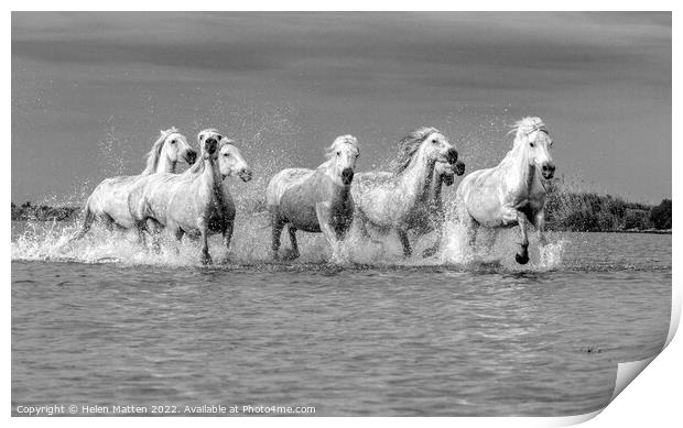 Camargue Wild White Horse in the Marshes 2 BW Print by Helkoryo Photography
