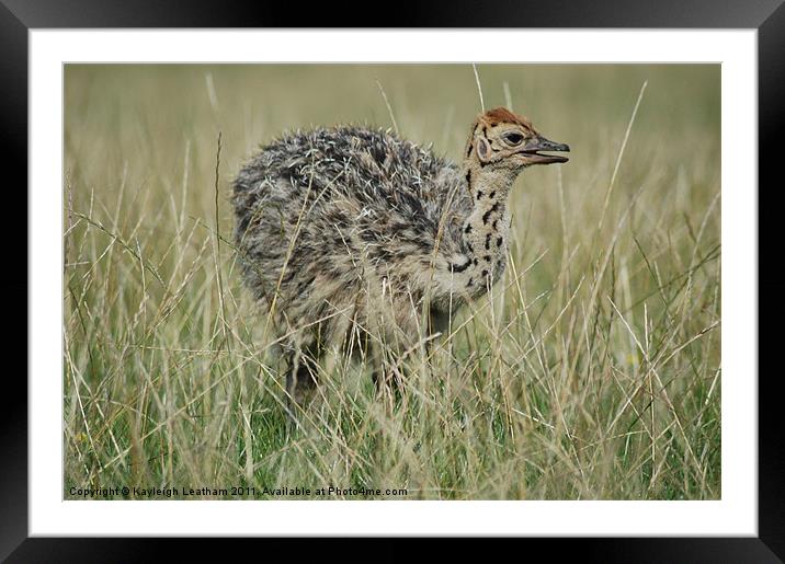 Baby Ostrich Framed Mounted Print by Kayleigh Leatham