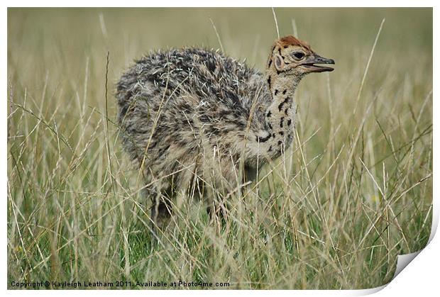 Baby Ostrich Print by Kayleigh Leatham