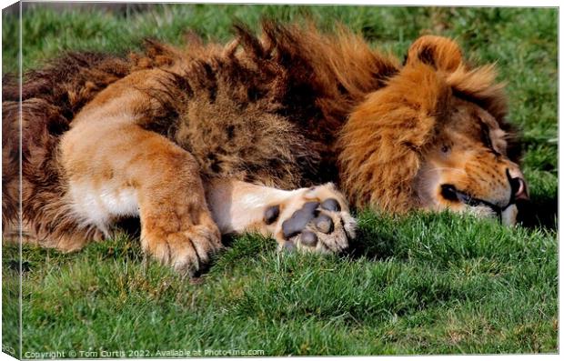 Lion laying down Canvas Print by Tom Curtis