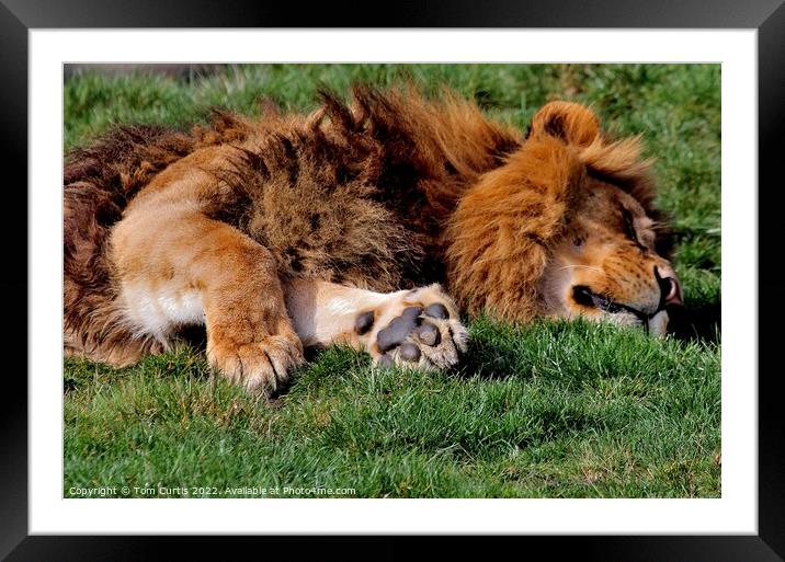 Lion laying down Framed Mounted Print by Tom Curtis