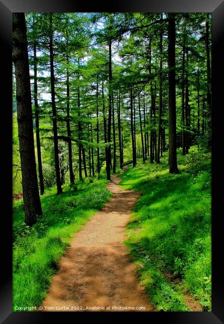 Woodlands  Upper Derwent Valley Framed Print by Tom Curtis