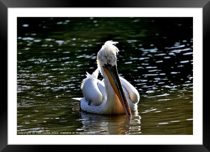 Pelican with beak in water Framed Mounted Print by Tom Curtis