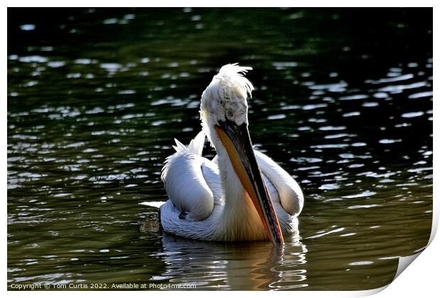 Pelican with beak in water Print by Tom Curtis