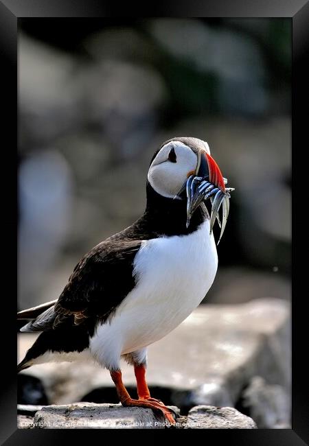 Puffin with Sandeels Framed Print by Tom Curtis