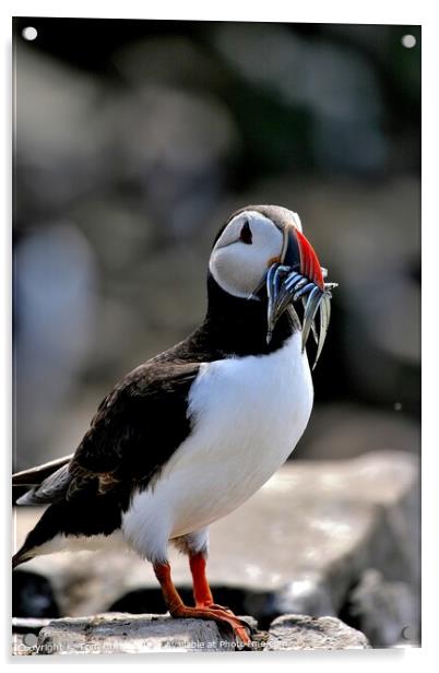 Puffin with Sandeels Acrylic by Tom Curtis