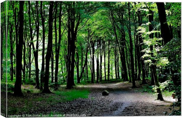 Kilsture Forest Galloway Canvas Print by Tom Curtis