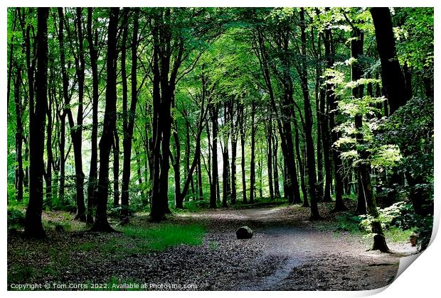 Kilsture Forest Galloway Print by Tom Curtis