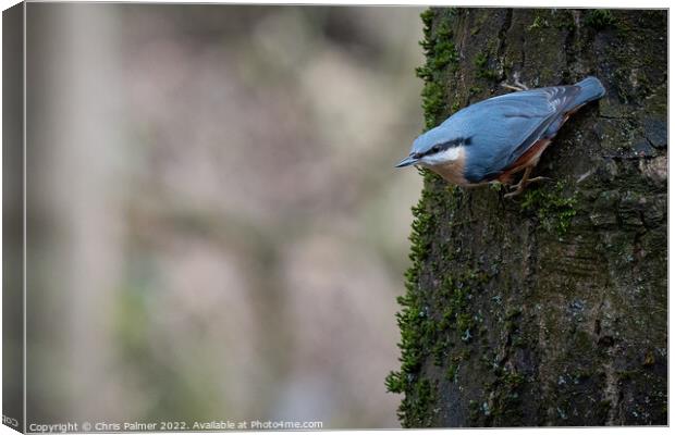 Nuthatch sitting on a tree Canvas Print by Chris Palmer
