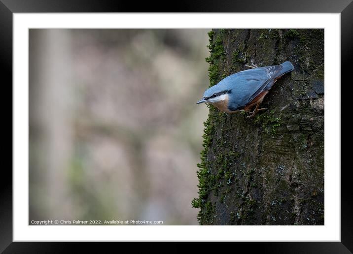 Nuthatch sitting on a tree Framed Mounted Print by Chris Palmer